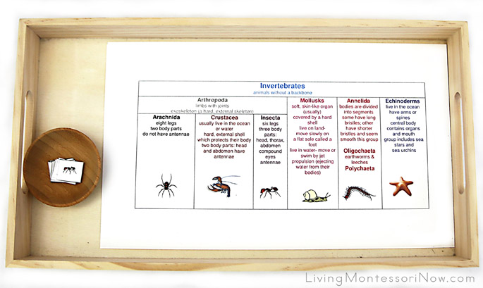 Animal Classification Picture Sorting