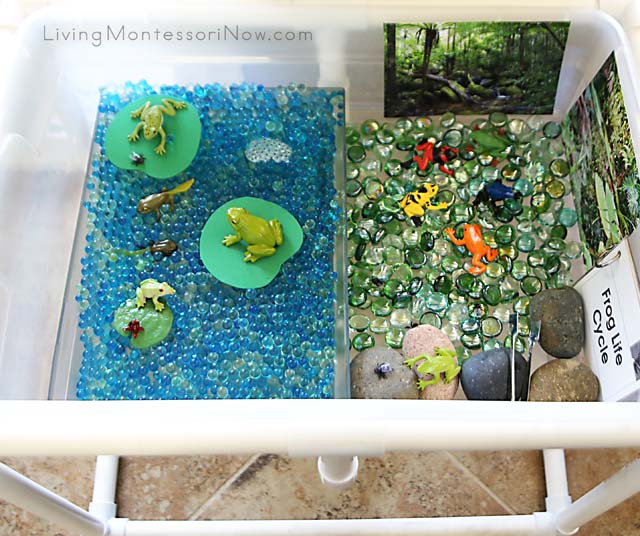 Frog Sensory Table